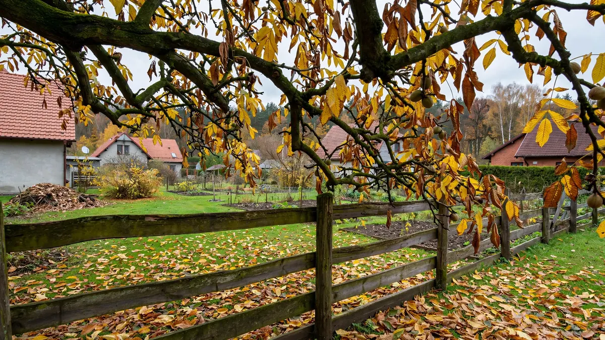 Konary orzecha przewieszone nad płotem między dwiema działkami